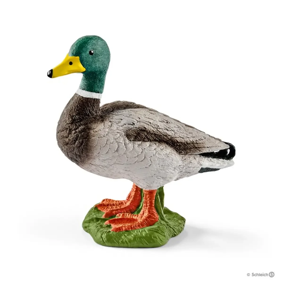 Pato, macho