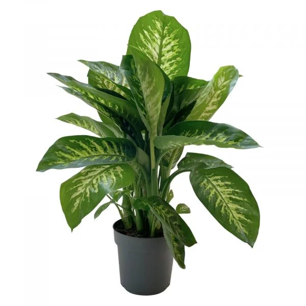 Bioma Plants Dieffenbachia Reeva 70 - 80 cm Ø 21cm