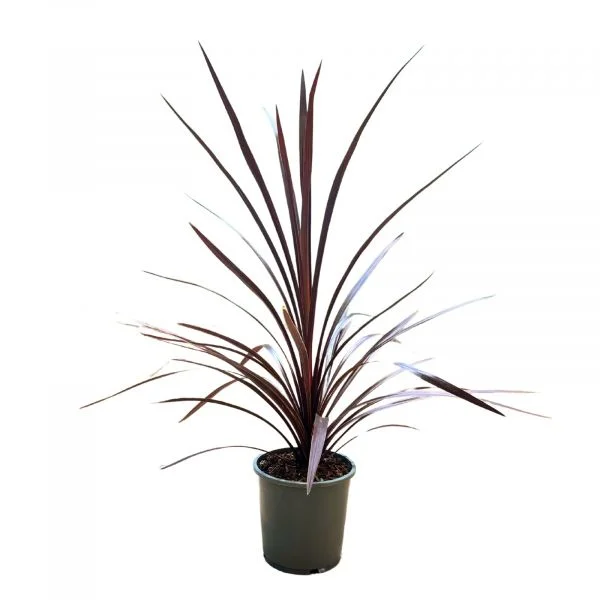 Bioma Plants Cordyline Red Star 80 - 90 cm Ø 17cm