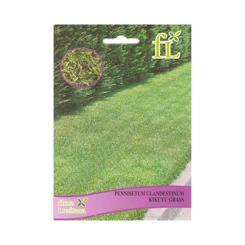 SEMENTES GRAMA PENNISETUM CLANDESTINUM KIKUYO 100GR