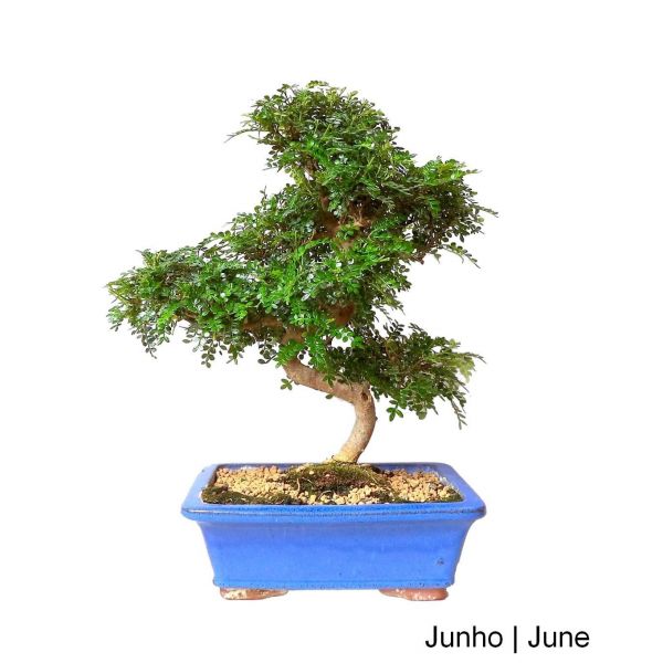 Luso Bonsai Zanthoxylum Bonsai de 19 Anos - 64136
